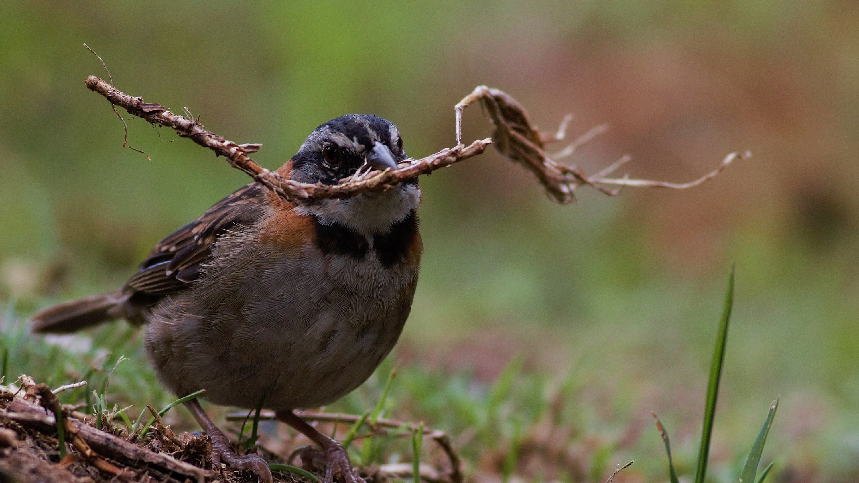 Rufous-collared Sparrow